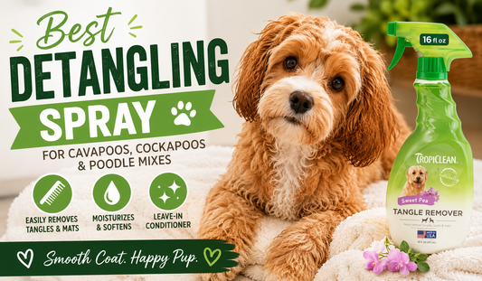 Best Detangling Spray for Cavapoos, Cockapoos & Poodle Mixes