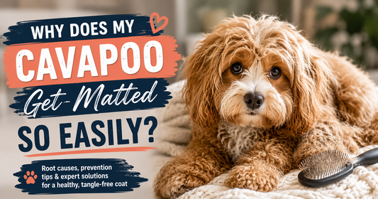 Why Does My Cavapoo Get Matted So Easily?