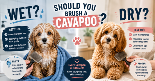 Should You Brush a Cavapoo Wet or Dry?