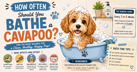 How Often Should You Bathe a Cavapoo?