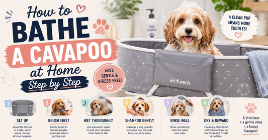 How to Bathe a Cavapoo at Home Step by Step
