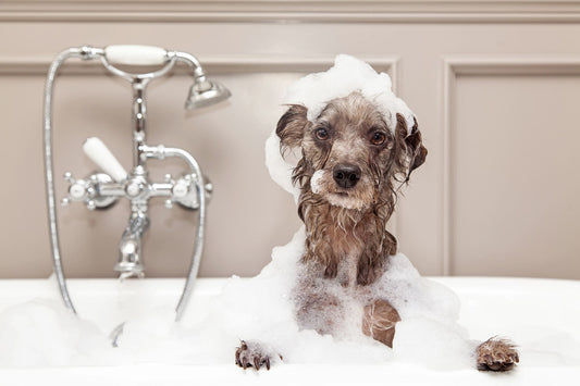 How Often Should I Give My Dog A Bath?