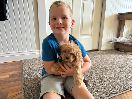 A Mile-High Journey: Our Cavapoo Puppy's Adventure to His Forever Home in Colorado
