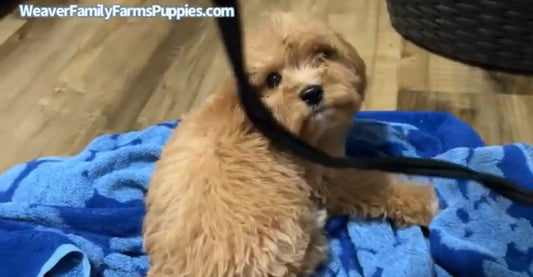 The Heartwarming Experience of Blow Drying a Chill 8-Week-Old Cavapoo Puppy