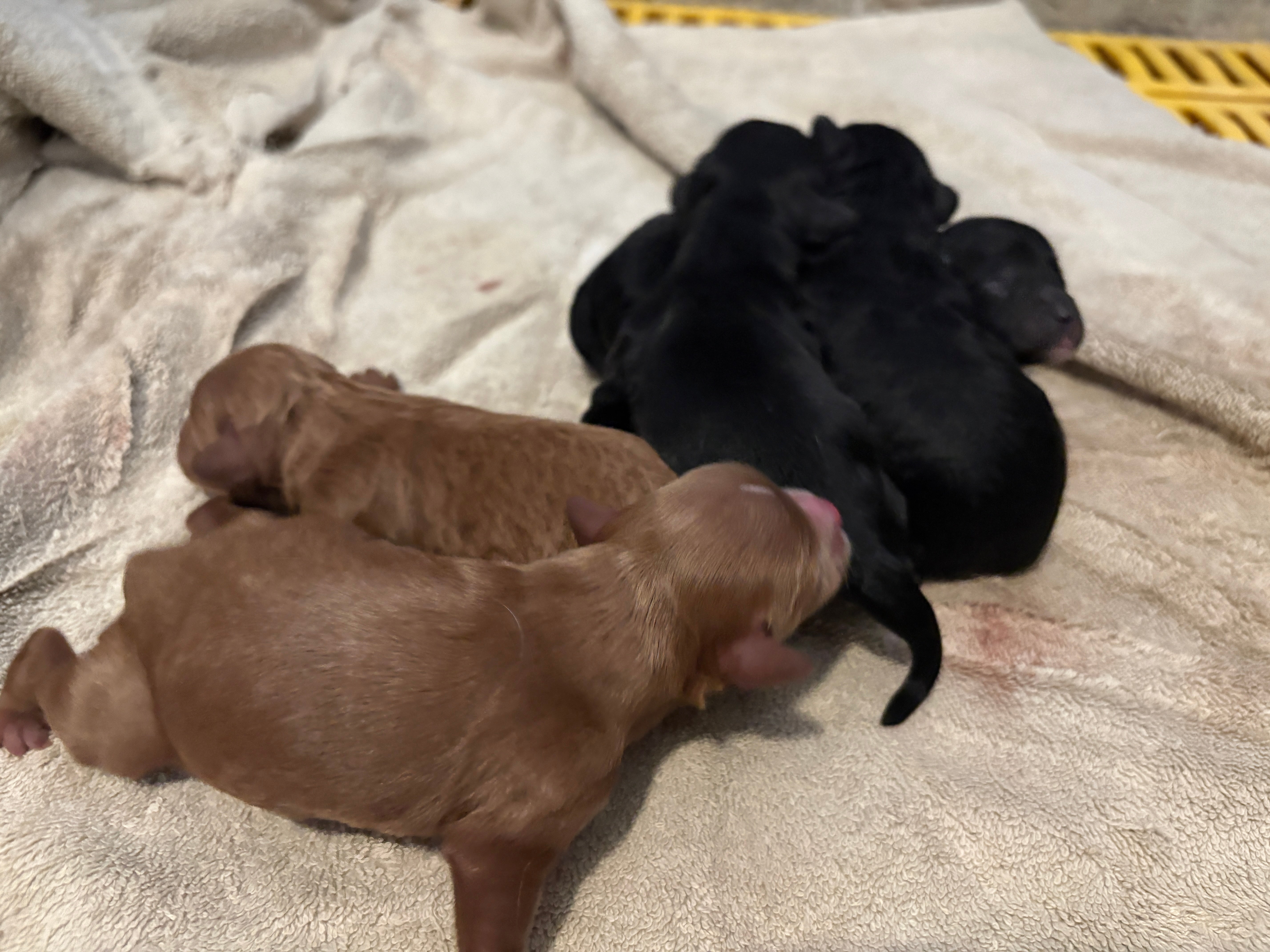 New Cavapoo Litter Has Arrived! 5/28/2026 – Weaver Family Farms Puppies