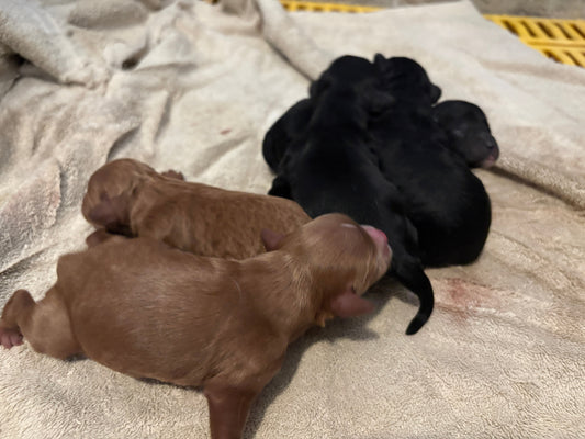 New Cavapoo Litter Has Arrived!