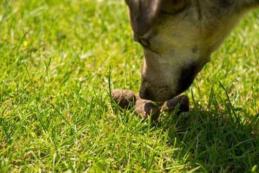 Why Does My Dog Eat Poop? Common Solutions to This Unappetizing Problem