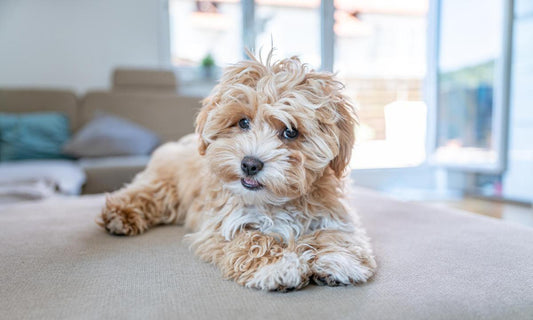 Maltipoo: The Perfect Mix of Cuteness and Intelligence