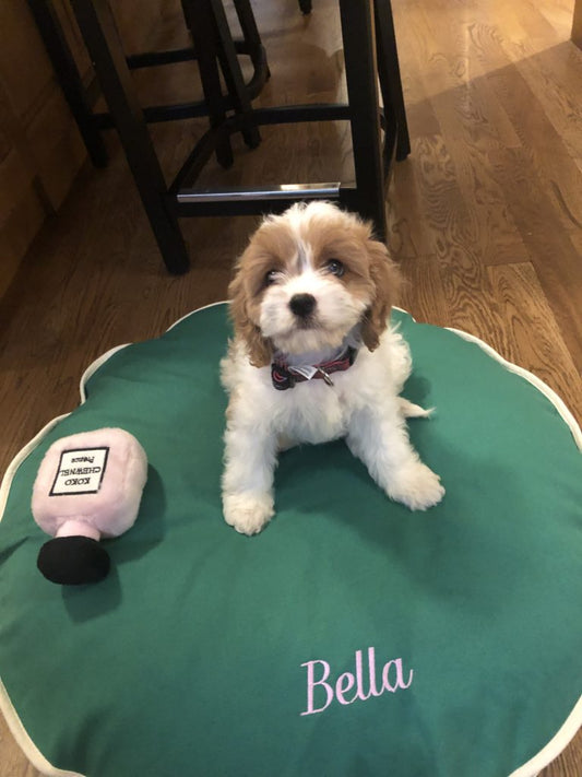 "Bella" The Cavapoo In Her New Home In Chicago!