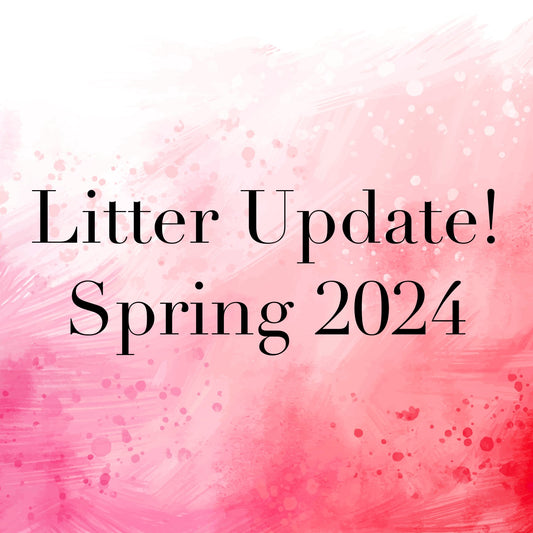 Cavapoo Puppy Litter Update Spring 2024