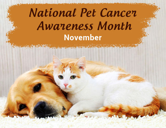 Pet Cancer Awareness Month: Understanding the Signs and Symptoms of This Devastating Disease