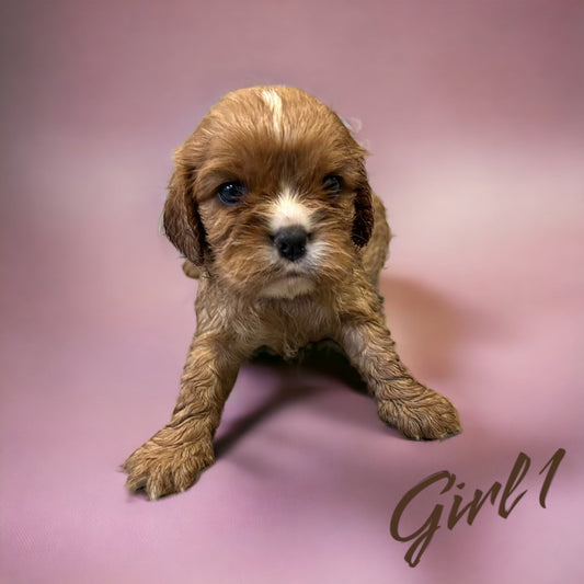 Cavalier Puppies Available! September 2023