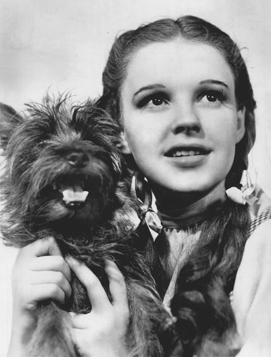 The Fascinating Story of Toto, the Cairn Terrier from the Wizard of Oz