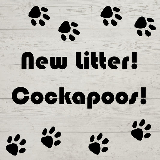 new cockapoo litter update