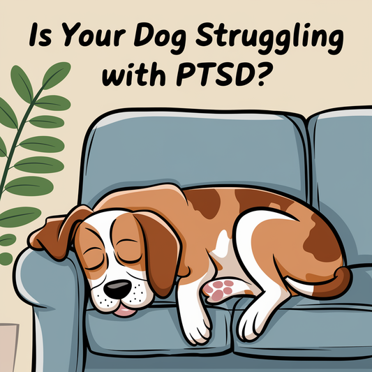 Is Your Dog Struggling With PTSD? Learn How to Help