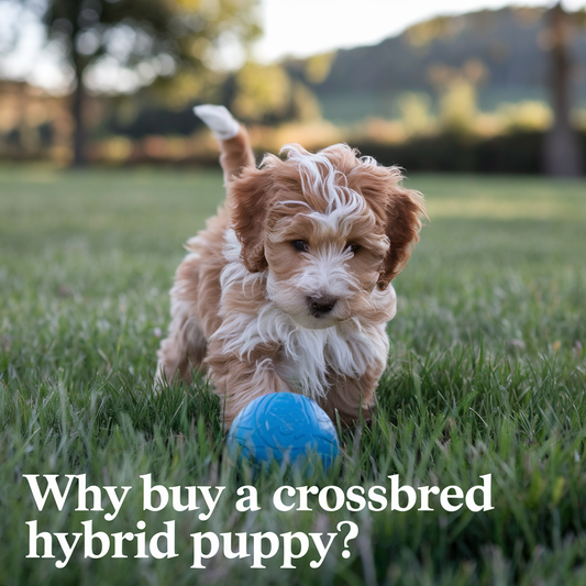 Why Buy A Crossbred Hybrid Puppy?