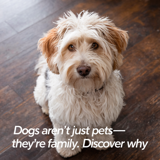 Dogs Aren’t Just Pets—They’re Family. Discover Why