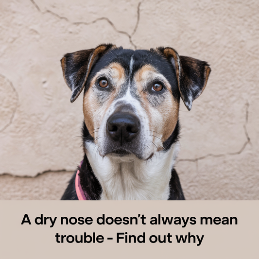 A Dry Nose Doesn’t Always Mean Trouble—Find Out Why 