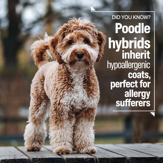 10 Reasons Why Poodle Hybrids Make the Perfect Family Dogs