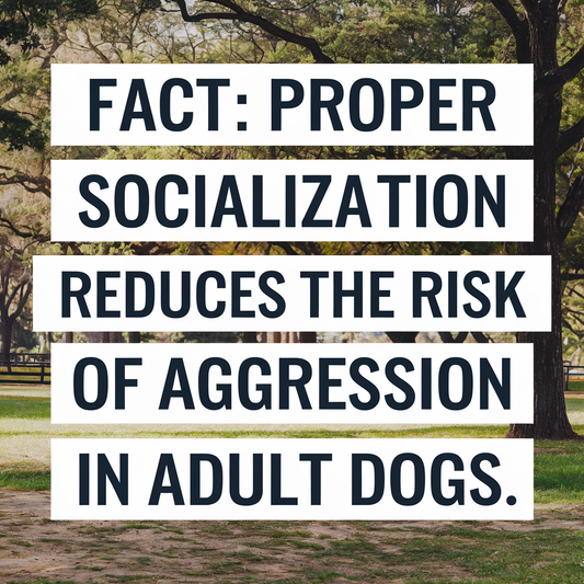 Fact: Proper Socialization Reduces the Risk of Aggression in Adult Dogs.