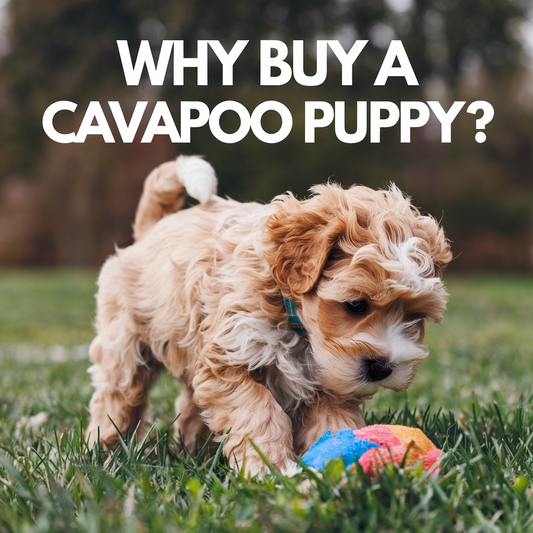 Why Buy A Cavapoo Puppy?