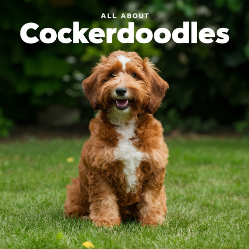 All About Cockerdoodles – Your Guide to the Perfect Pet