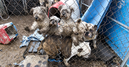 Puppy Mill Action Week: Raising Awareness and Fighting Against Animal Cruelty