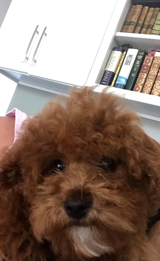 Red Toy Girl Toy Poodle “Osage” In Illinois!