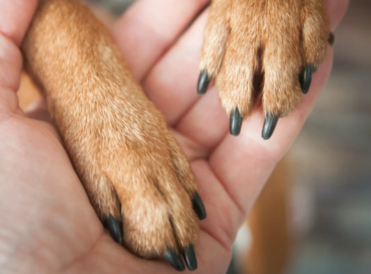 How Do I Trim My Dog's Nails & How Often Should They Be Trimmed?