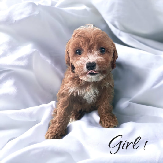 This Cavapoo Girl Is Loving Her New Home!
