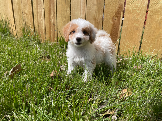 This Little Girl Maltipoo Is Now In Her New Home!