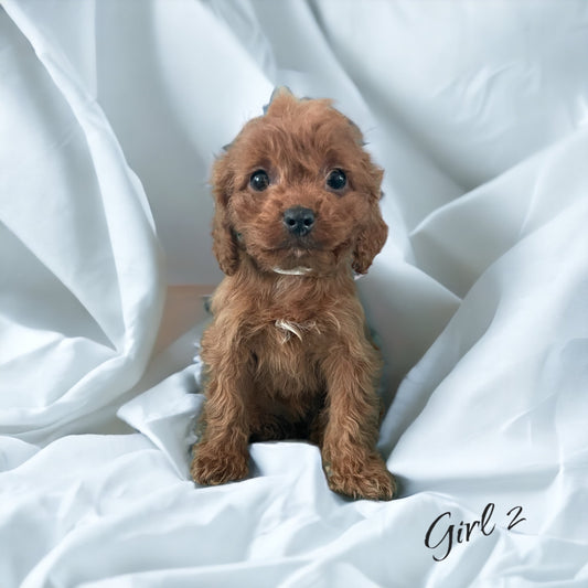 This Cavapoo Is Now In Her New Home In Missouri!