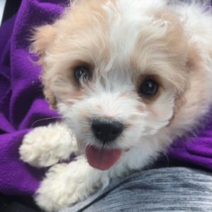“Waffles” the cavapoo now in his home in Denver!