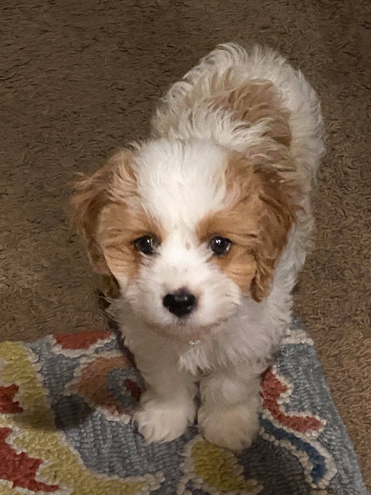 “Junie” the cavapoo in her new home