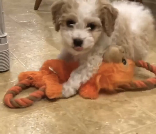 Adorable Cavapoo Puppy Playing