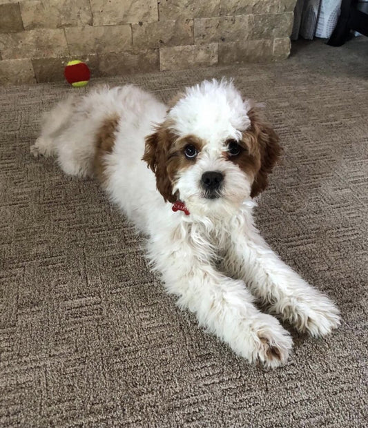 Updated Picture Of Cassie The Cavapoo