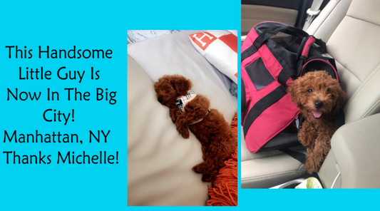 Poodle Boy Now In Manhattan, NY!