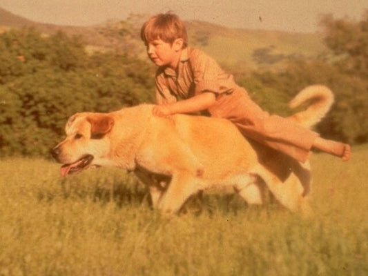 The Tragic Story of Old Yeller: A Classic Tale of Loyalty and Loss