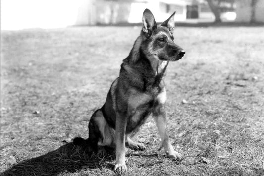The Legacy of Rin Tin Tin: A Hollywood Icon's Journey from the Trenches to the Big Screen