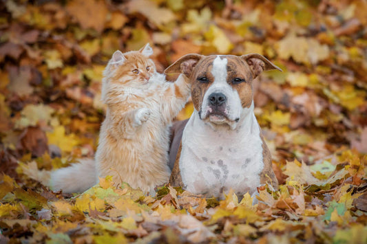 Pet Appreciation Week: Showing Our Love and Gratitude for Our Furry Family Members