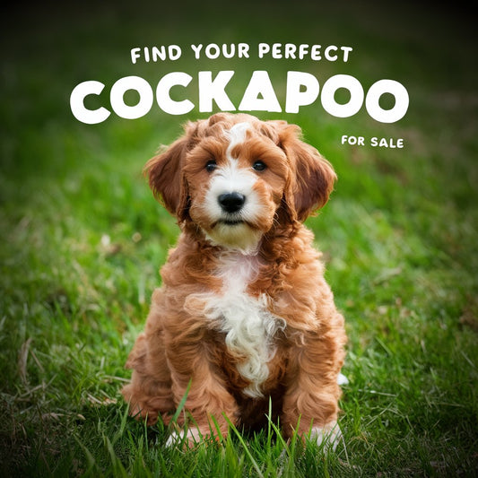 Find Your Perfect Cockapoo Puppy for Sale: Expert Tips and Trusted Breeders