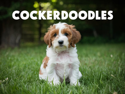 Why Cockerdoodles (Cockapoos) Make the Best Pets