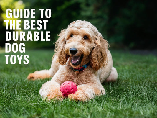 The Ultimate Guide To The Best Durable Dog Toys