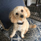 Little Maltipoo “Roscoe” Boy Now In Massachusetts (With Video)