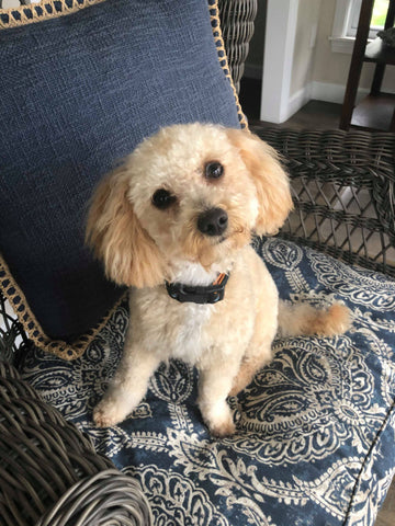 Little Maltipoo “Roscoe” Boy Now In Massachusetts (With Video)