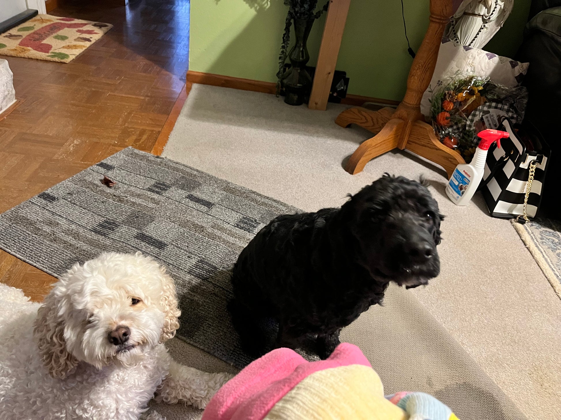 Sammy & his sister Bailey   Both Cockapoos from us 