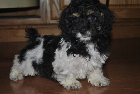 Cockapoo Litter From 2017