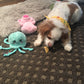 4 year old Brooklyn Cavapoo in her new home