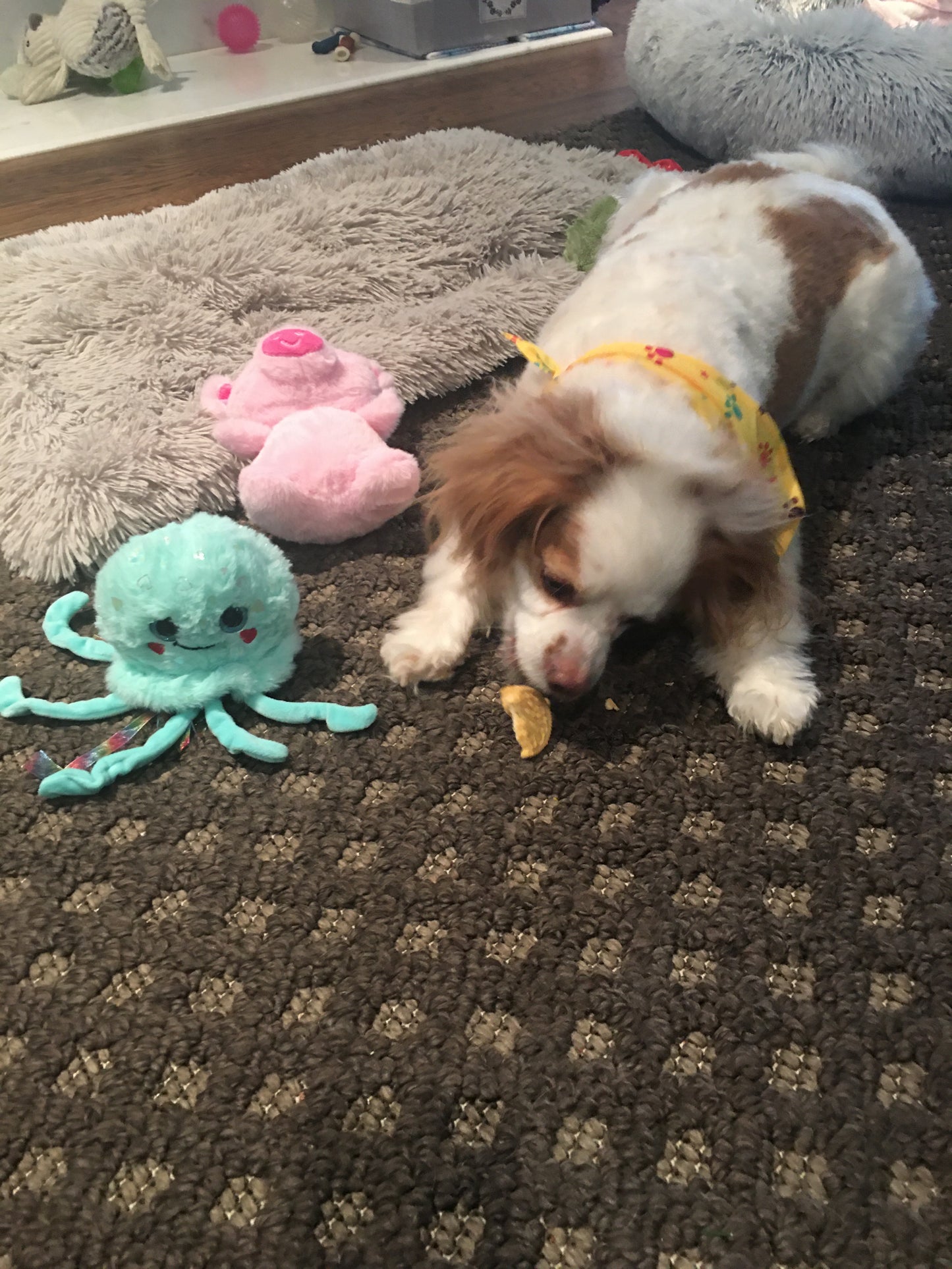 4 year old Brooklyn Cavapoo in her new home