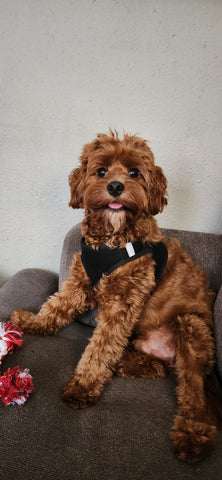 red cavapoo puppy for adoption
